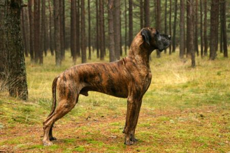 European Great Dane