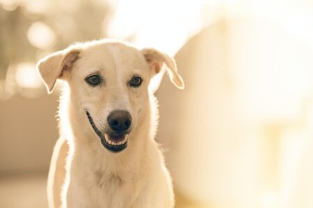 Why Does My Dog Huff When Excited?