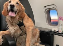 Flying with Large Dogs