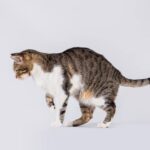 Cat Limping Back Leg