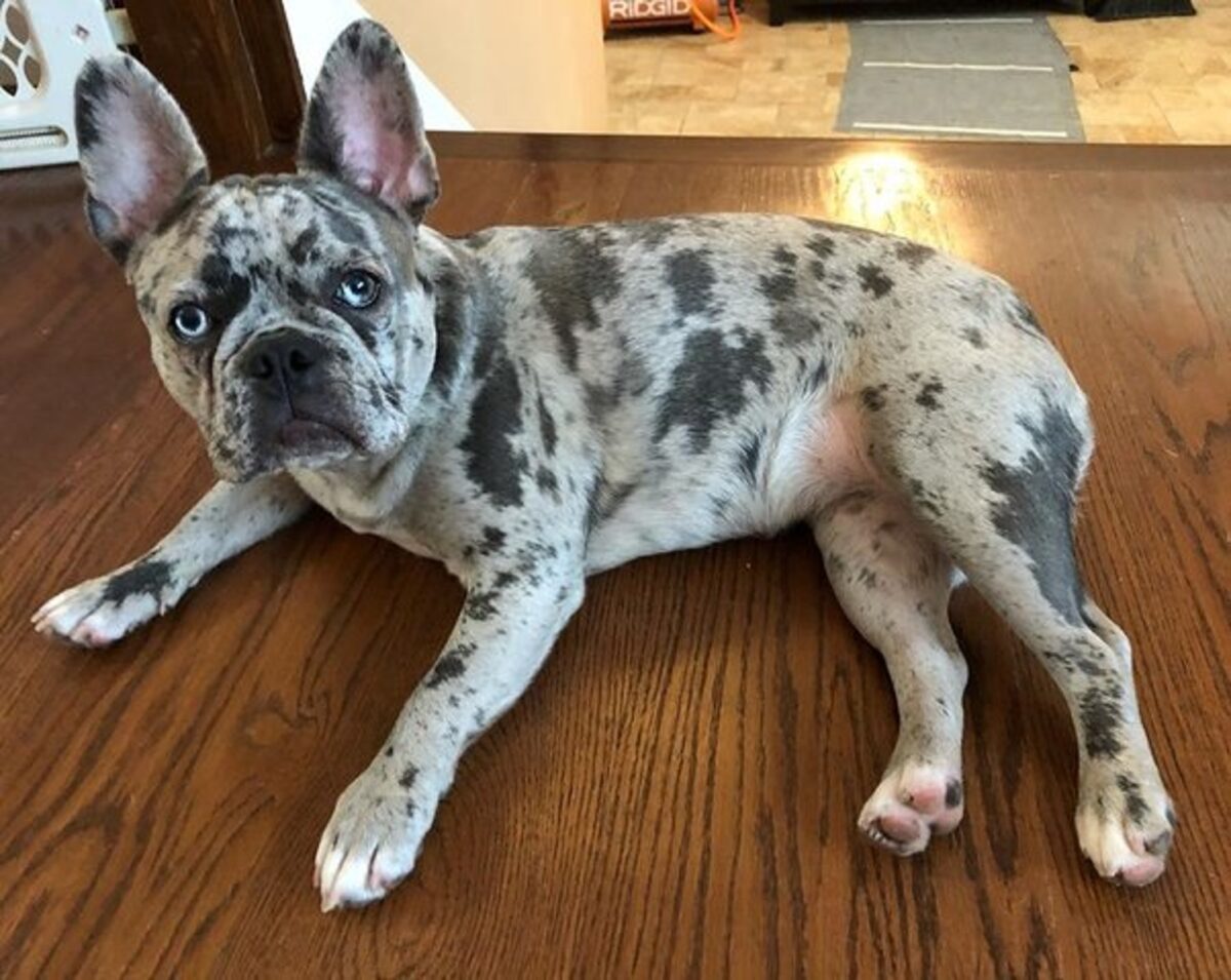 Blue Merle French Bulldog