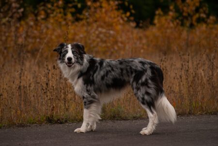 Are Border Collies Aggressive?