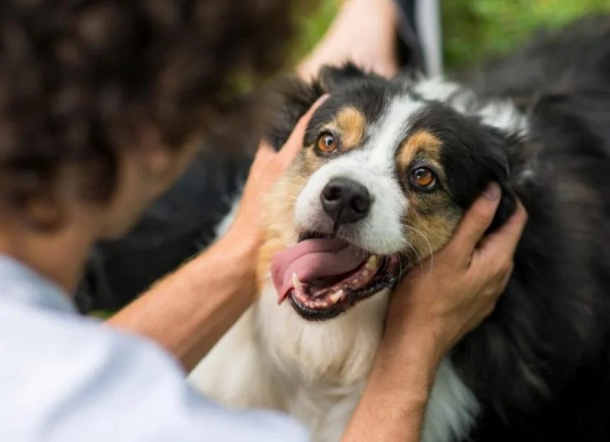 Reasons Why Dogs Are Cleaner than Human