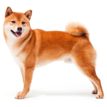 SHIB 1 1