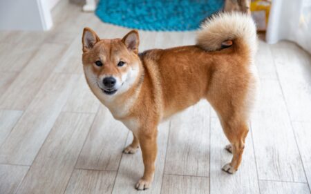 Are Shiba Inus Aggressive