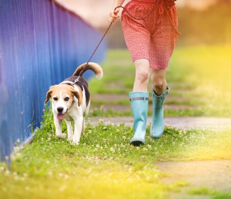 Dog Walking Tips for Less Than Perfect Weather Conditions