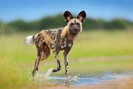 African Wild Dog