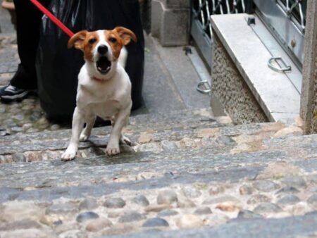 Why Is My Dog Barking at Guests and How to Stop It?