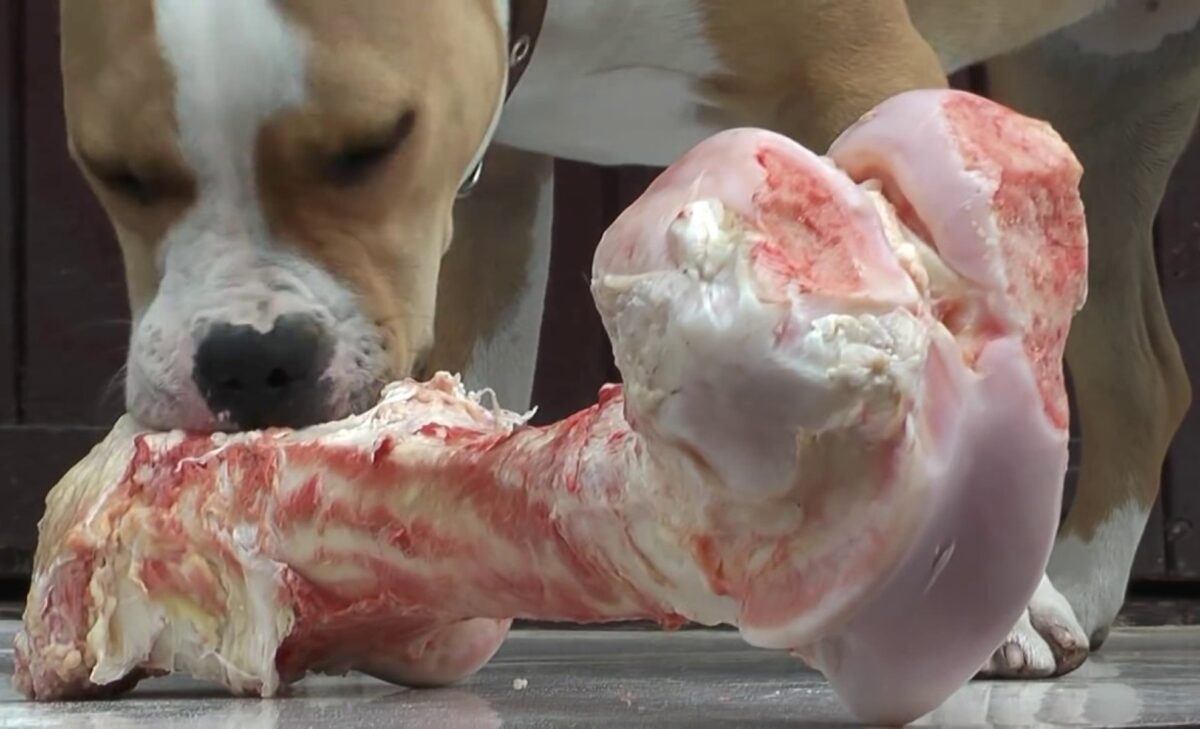Real Reasons Why Dogs Love Bone