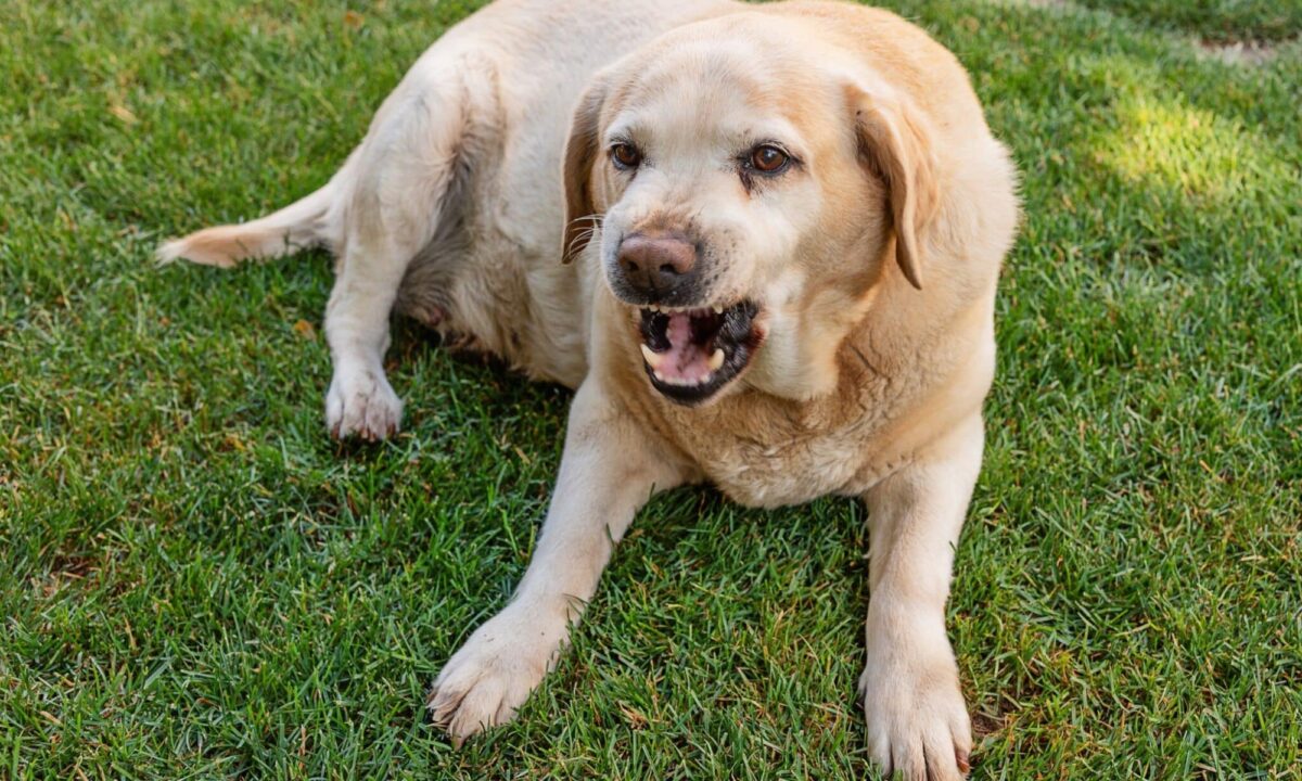 Why is My Dog Growling at Nothing? We Have The Answer