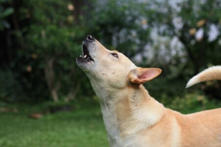 Why Do Dogs Howl at Sirens?