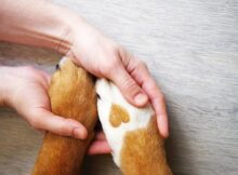 7 Reasons Why Dogs Don't Like Their Paws Touched