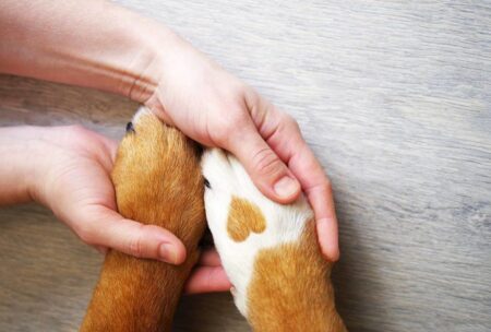 7 Reasons Why Dogs Don't Like Their Paws Touched