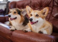 Are Corgis Hypoallergenic? We Have the Answer!