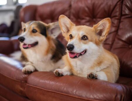 Are Corgis Hypoallergenic? We Have the Answer!