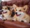 Are Corgis Hypoallergenic? We Have the Answer!