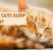 Why Do Cats Sleep So Much? 10 Reasons Why