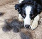 Border Collie Shedding: How to Maintain Your Dog's Coat