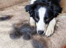 Border Collie Shedding: How to Maintain Your Dog's Coat