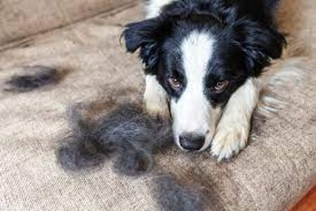 Border Collie Shedding: How to Maintain Your Dog's Coat