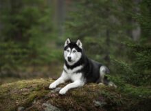 Huskimo: All You Need To Know About This Stunning Mix