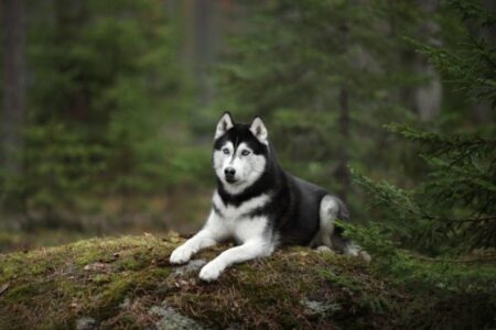 Huskimo: All You Need To Know About This Stunning Mix