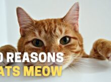 Why Do Cats Meow? 10 Reasons Why