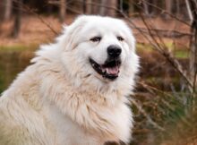 Do Great Pyrenees Shed? We Have the Answer!