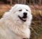 Do Great Pyrenees Shed? We Have the Answer!