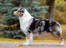 Are Australian Shepherds Hypoallergenic? All You Need To Know