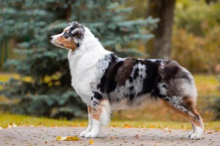 Are Australian Shepherds Hypoallergenic? All You Need To Know