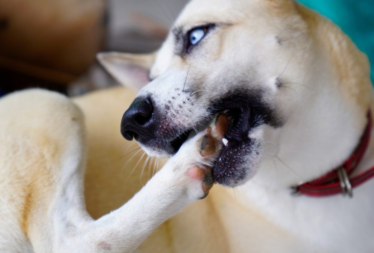 Dogs Chewing Paws and Nails: Why And How to Stop It