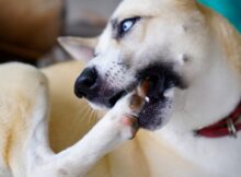 Dogs Chewing Paws and Nails: Why And How to Stop It