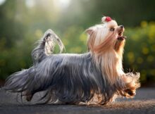 How Long Do Yorkies Live? Their Life Expectancy by Gender and More