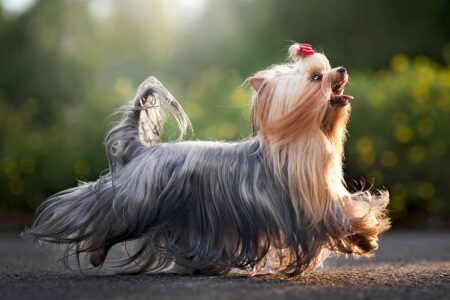 How Long Do Yorkies Live? Their Life Expectancy by Gender and More