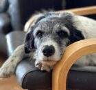 Can Dogs Get Dementia? Causes, Symptoms, and Treatment