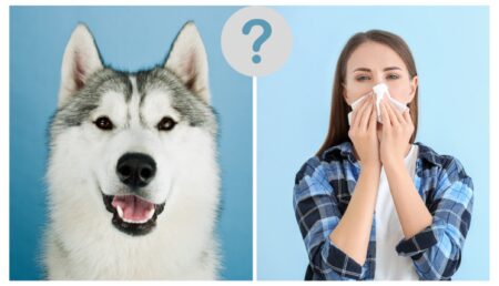 Are Huskies Hypoallergenic?