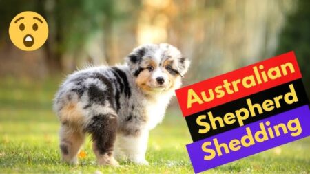 Do Australian Shepherds Shed? 2 au 1 1