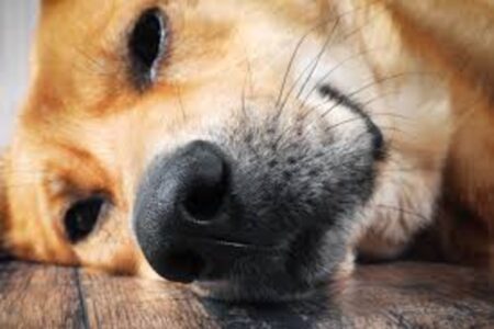 Why Do Dogs Have Whiskers?