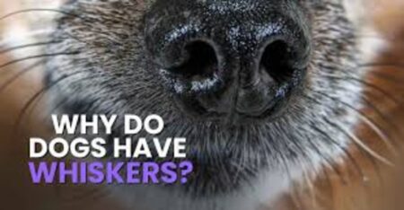 Why Do Dogs Have Whiskers? The Answer Revealed! 1 au 1 3