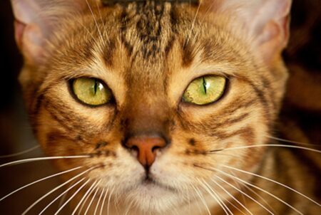 Why Do Dogs Have Whiskers? The Answer Revealed! 2 au 1 4