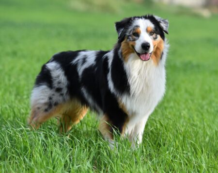 Do Australian Shepherds Shed?