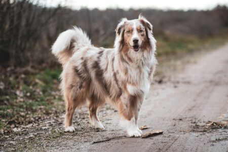 Do Australian Shepherds Shed? 1 au 3